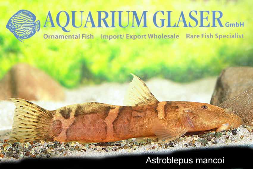 Astroblepus from Peru imported! Aquarium Glaser GmbH
